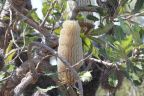 Banksia serrata