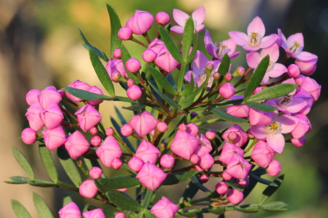 Boronia pinnata