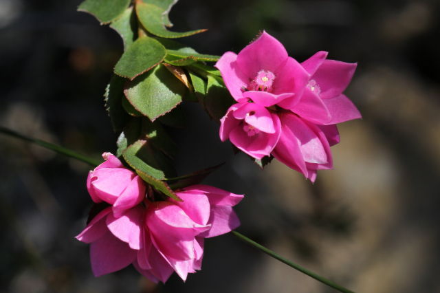 Boronia serrulata