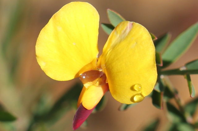 Bossiaea heterophylla
