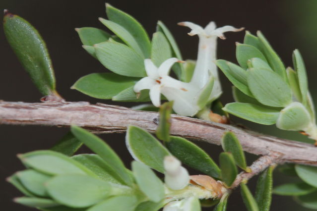 Brachyloma daphnoides