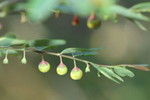 Breynia oblongifolia