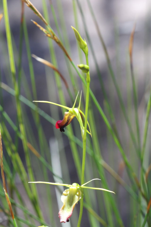 Cryptostylis subulata
