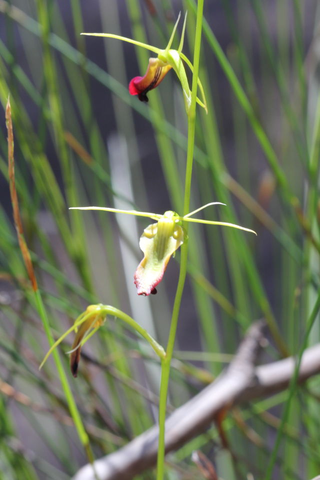 Cryptostylis subulata