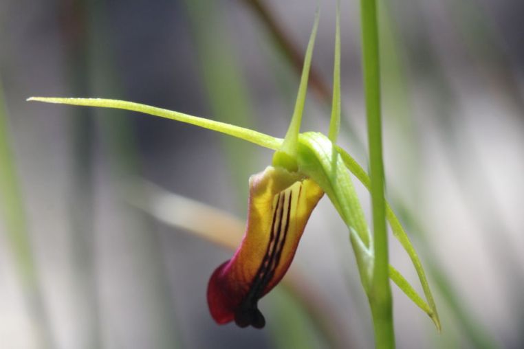 Cryptostylis subulata