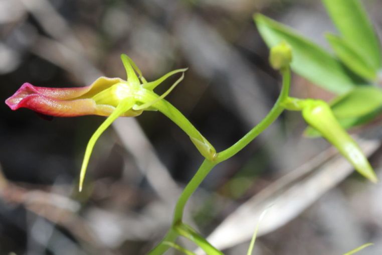 Cryptostylis subulata