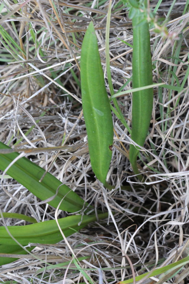 Cryptostylis subulata