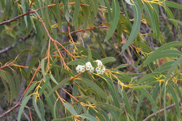 Eucalyptus luehmanniana