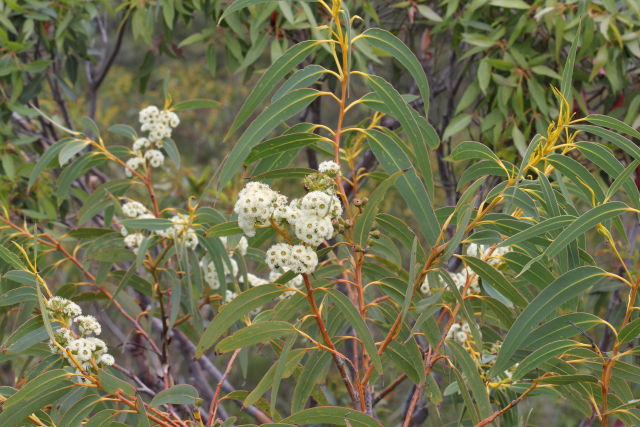 Eucalyptus luehmanniana