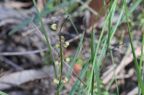 Lomandra brevis