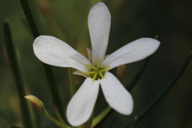 Ricinocarpus pinifolius
