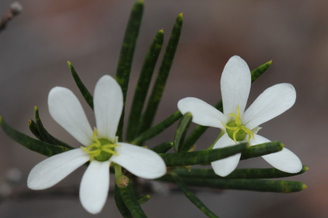 Ricinocarpus pinifolius