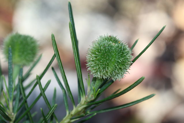 Ricinocarpus pinifolius
