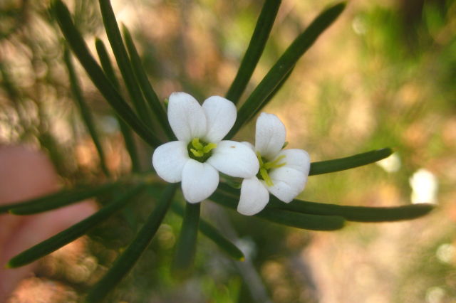 Ricinocarpus pinifolius
