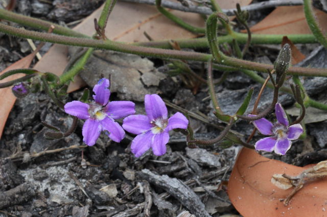 Scaevola ramosissima