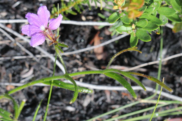 Scaevola ramosissima