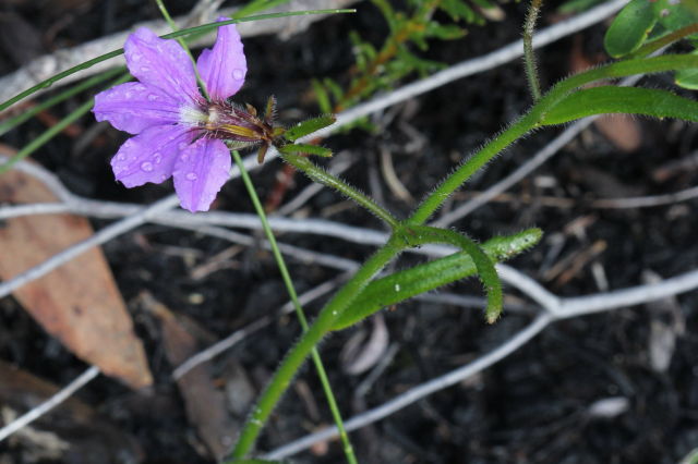 Scaevola ramosissima