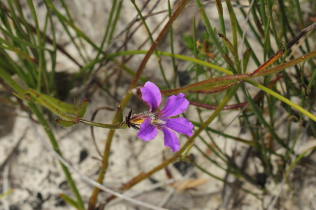 Scaevola ramosissima