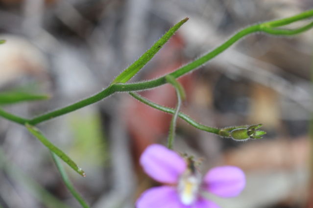 Scaevola ramosissima