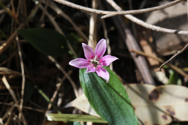 Schellhammera undulata