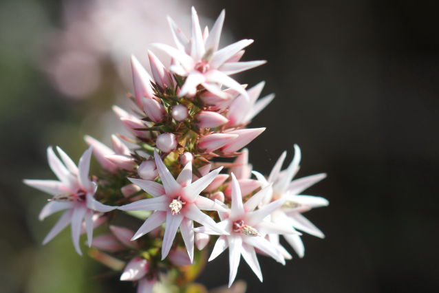 Sprengelia incarnata