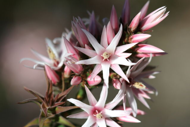 Sprengelia incarnata