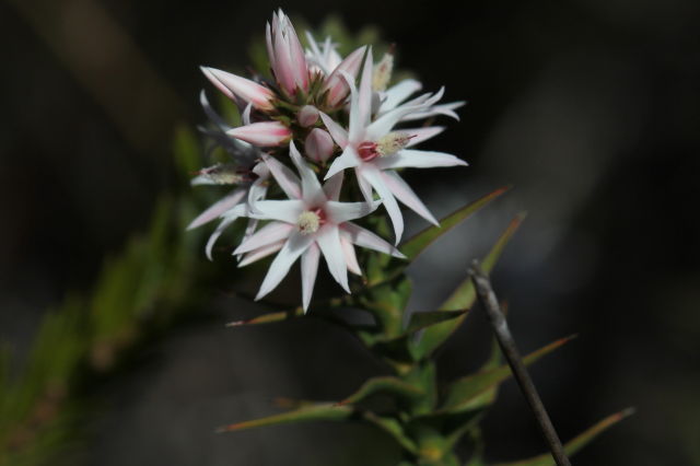 Sprengelia incarnata