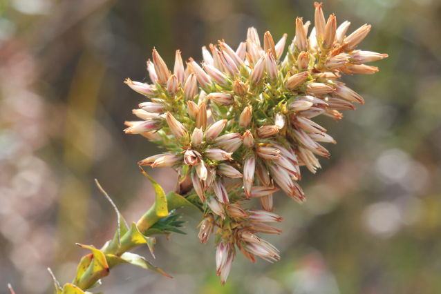 Sprengelia incarnata