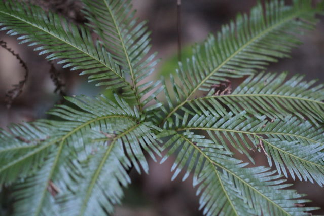 Sticherus flabellatus