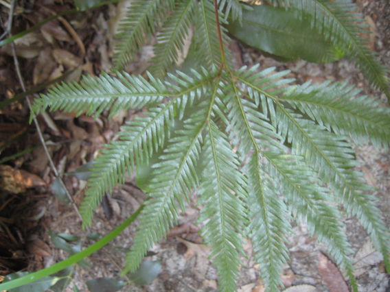 Sticherus flabellatus