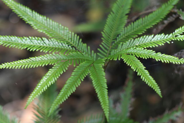 Sticherus flabellatus