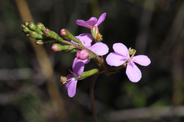Stylidium lineare