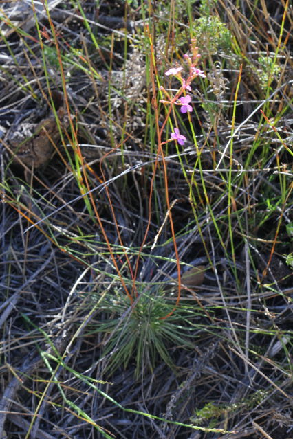 Stylidium lineare