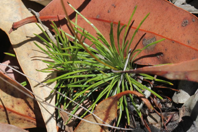Stylidium lineare