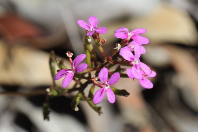 Stylidium lineare