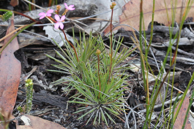 Stylidium lineare