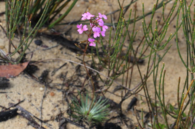 Stylidium lineare