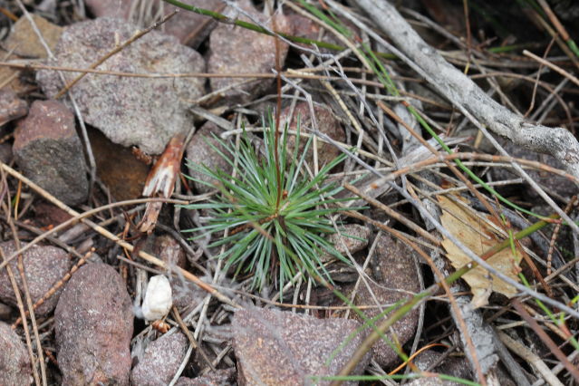 Stylidium lineare