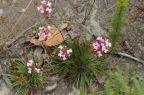 Stylidium lineare