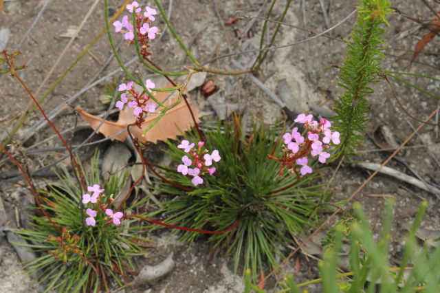 Stylidium lineare
