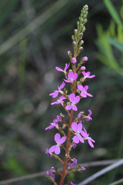 Stylidium productum