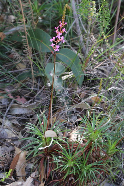 Stylidium productum
