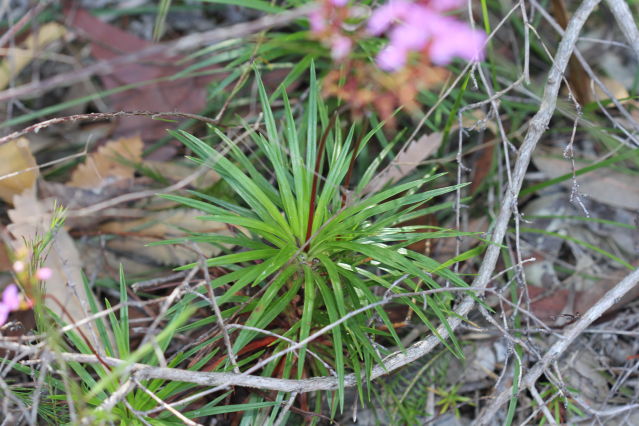 Stylidium productum