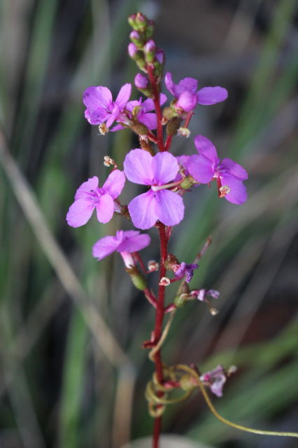 Stylidium productum