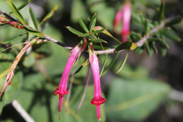 Styphelia tubiflora