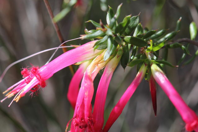 Styphelia tubiflora
