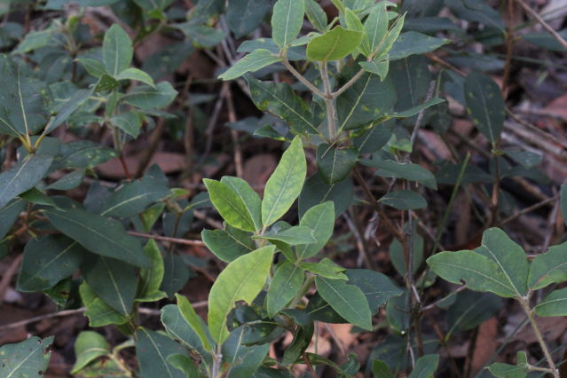 Syncarpia glommulifera