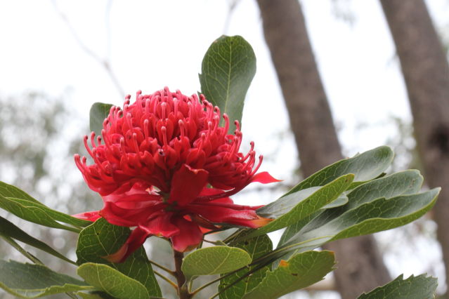 Telopea speciosissima