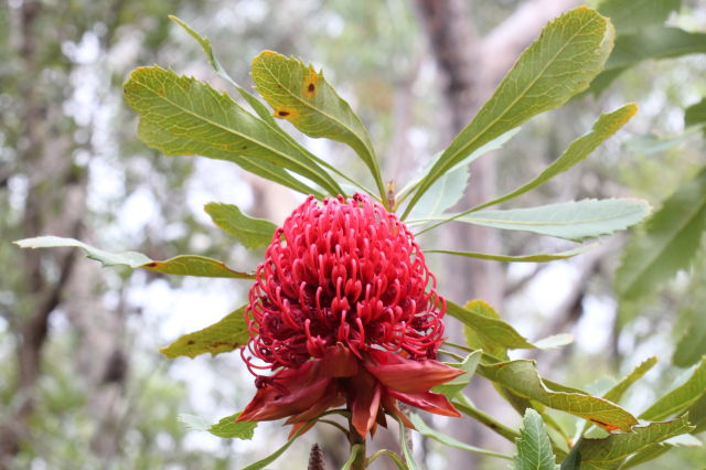 Telopea speciosissima