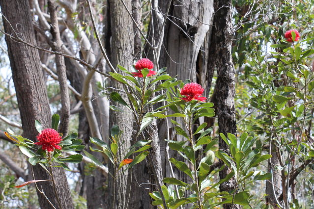 Telopea speciosissima
